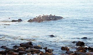 View of the ocean with seagulls on a rock at Odiorne State Park in Rye, NH